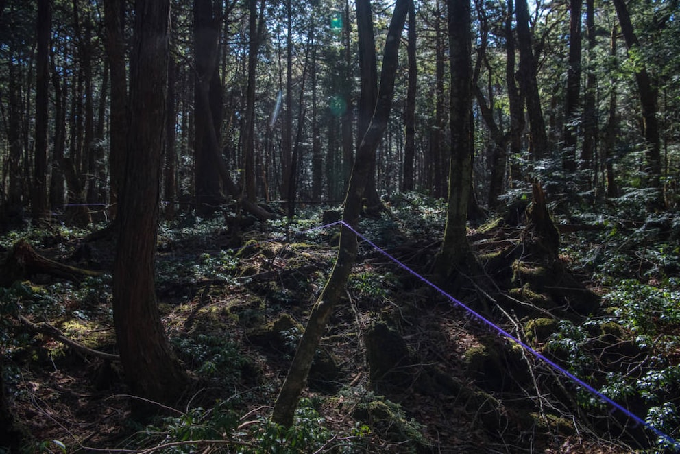 Aokigahara Forest